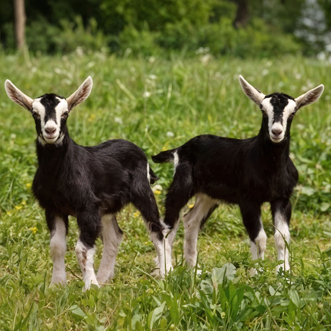 Bengal Goat